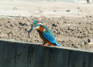 Kingfisher sighted on the Ashby Canal